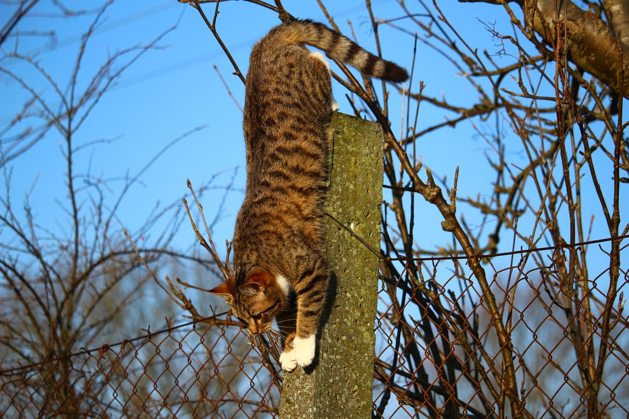 cat kitten mackerel free photo