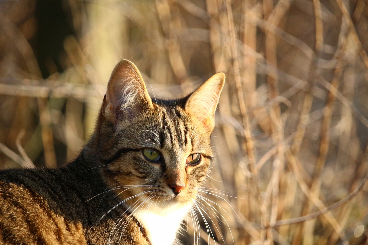 cat kitten mackerel free photo