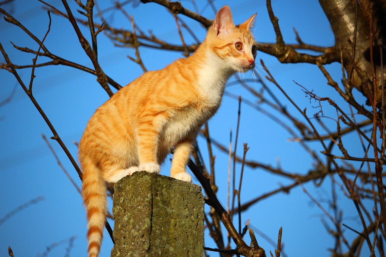 cat kitten mackerel free photo