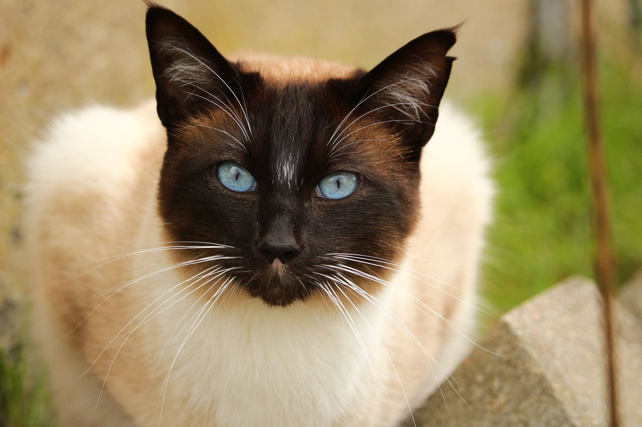 cat siamese cat play free photo