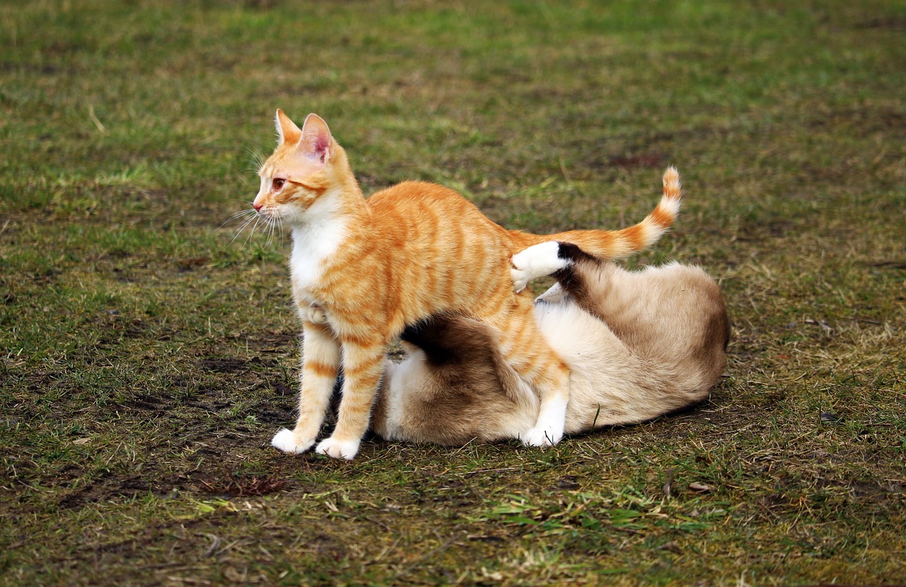 cat siamese cat play free photo