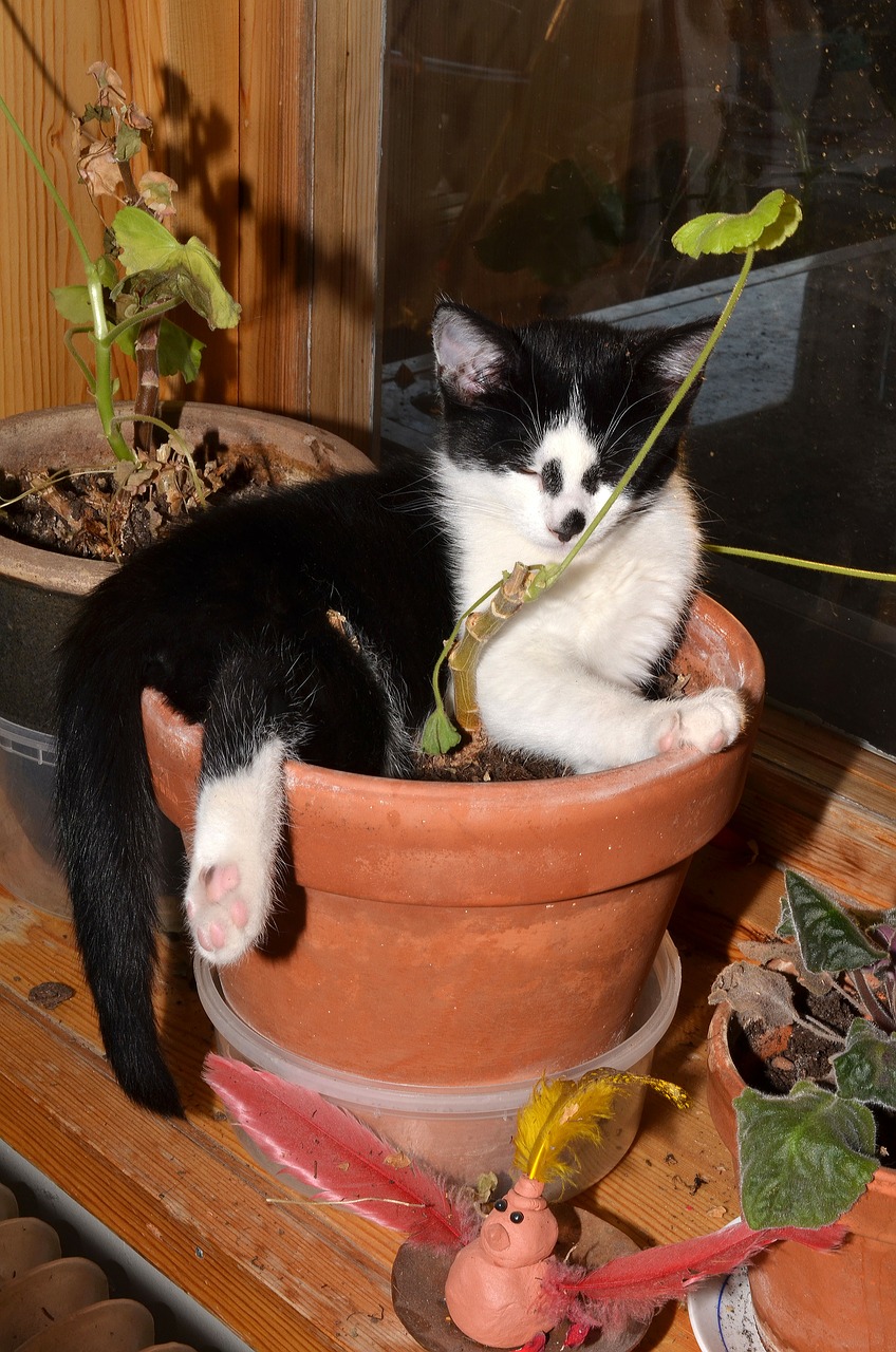 cat flower pot animals free photo