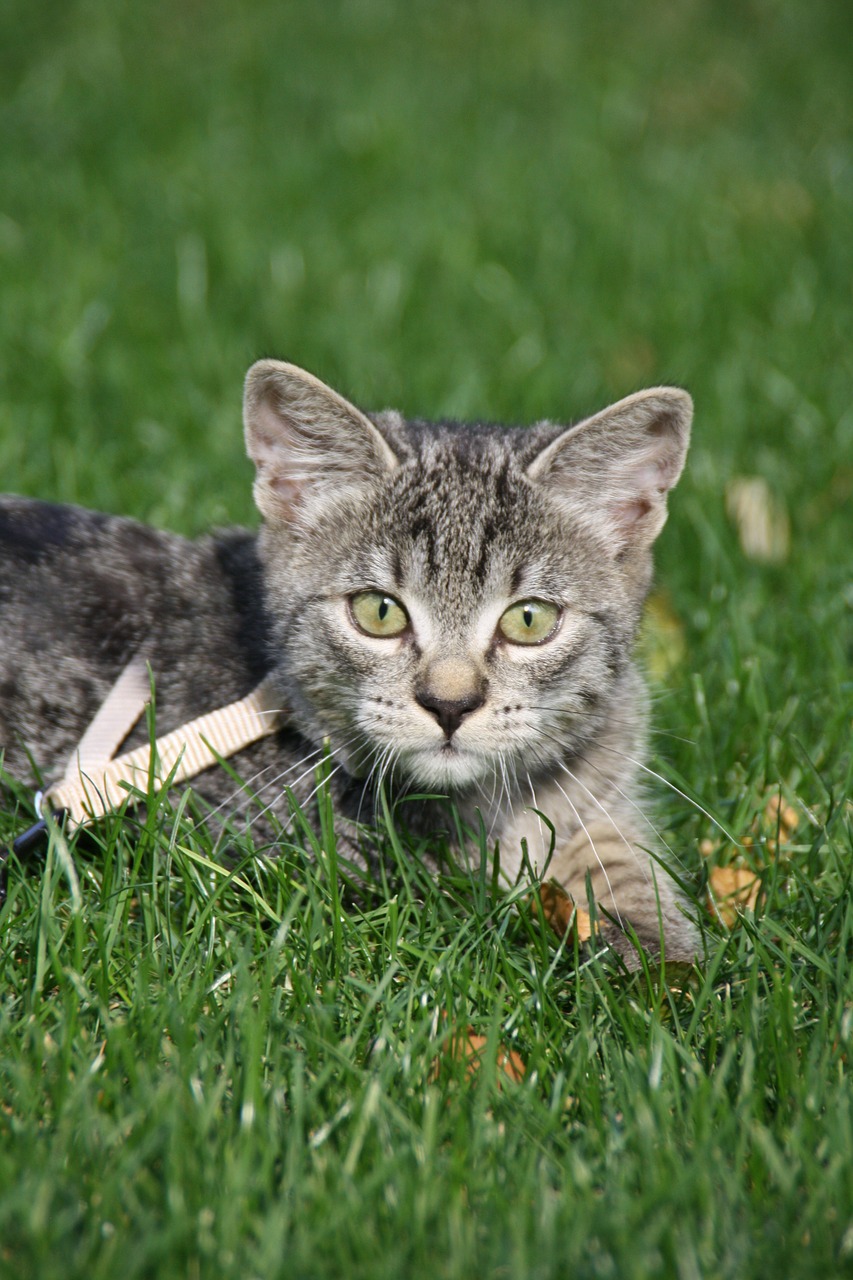 cat meadow sun free photo