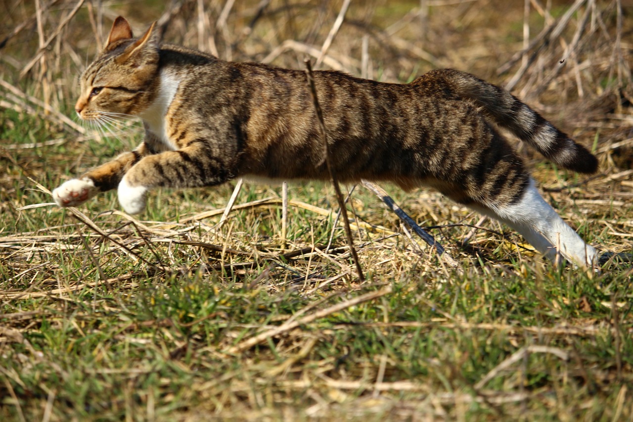 cat kitten mackerel free photo