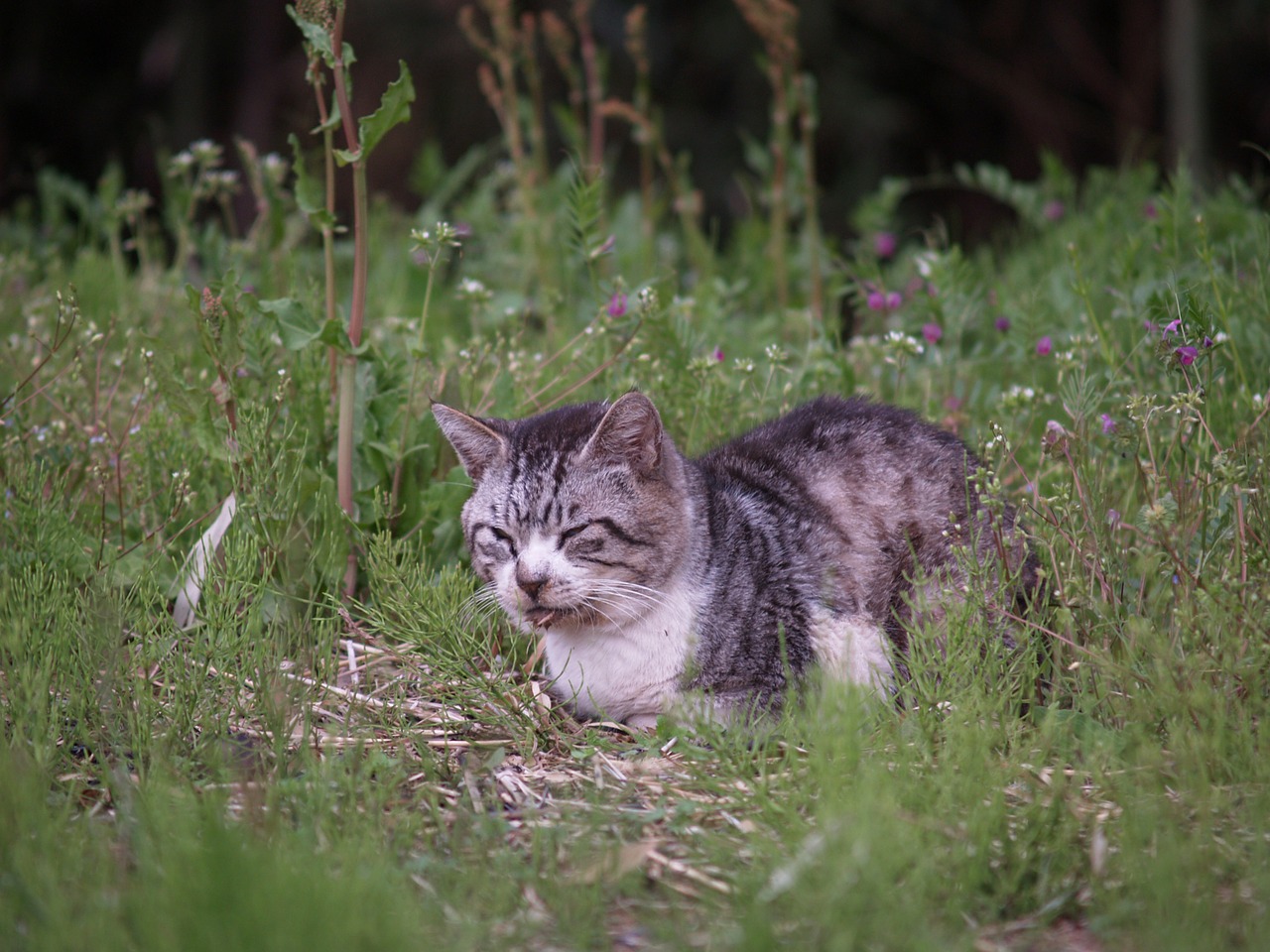 cat wild cat skew free photo