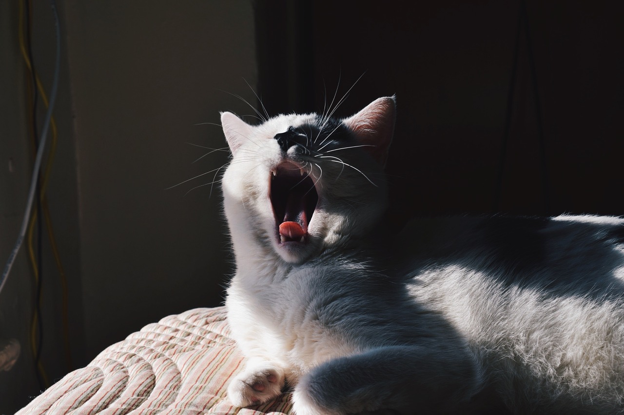 cat yawn mouth free photo