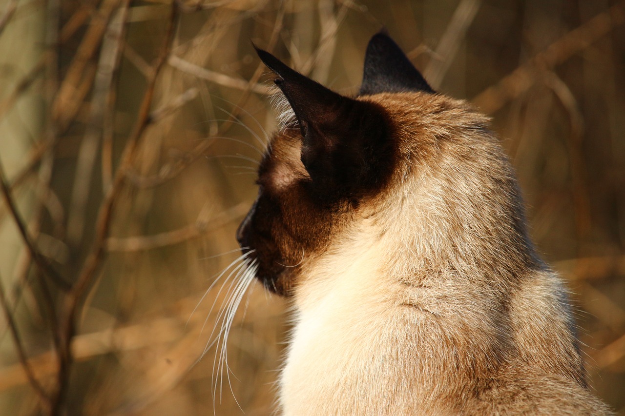 cat siamese cat siamese free photo