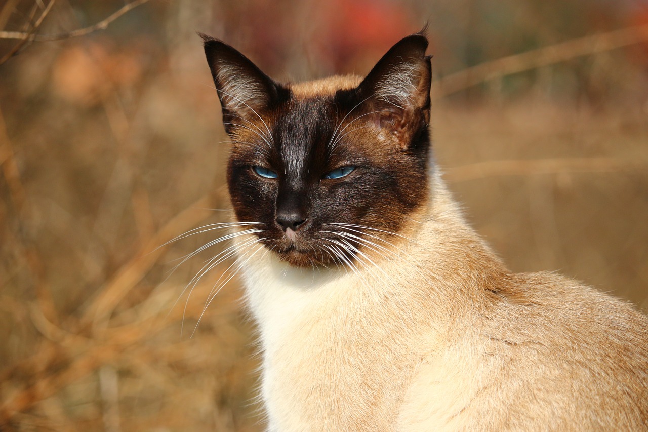 cat siamese cat siamese free photo