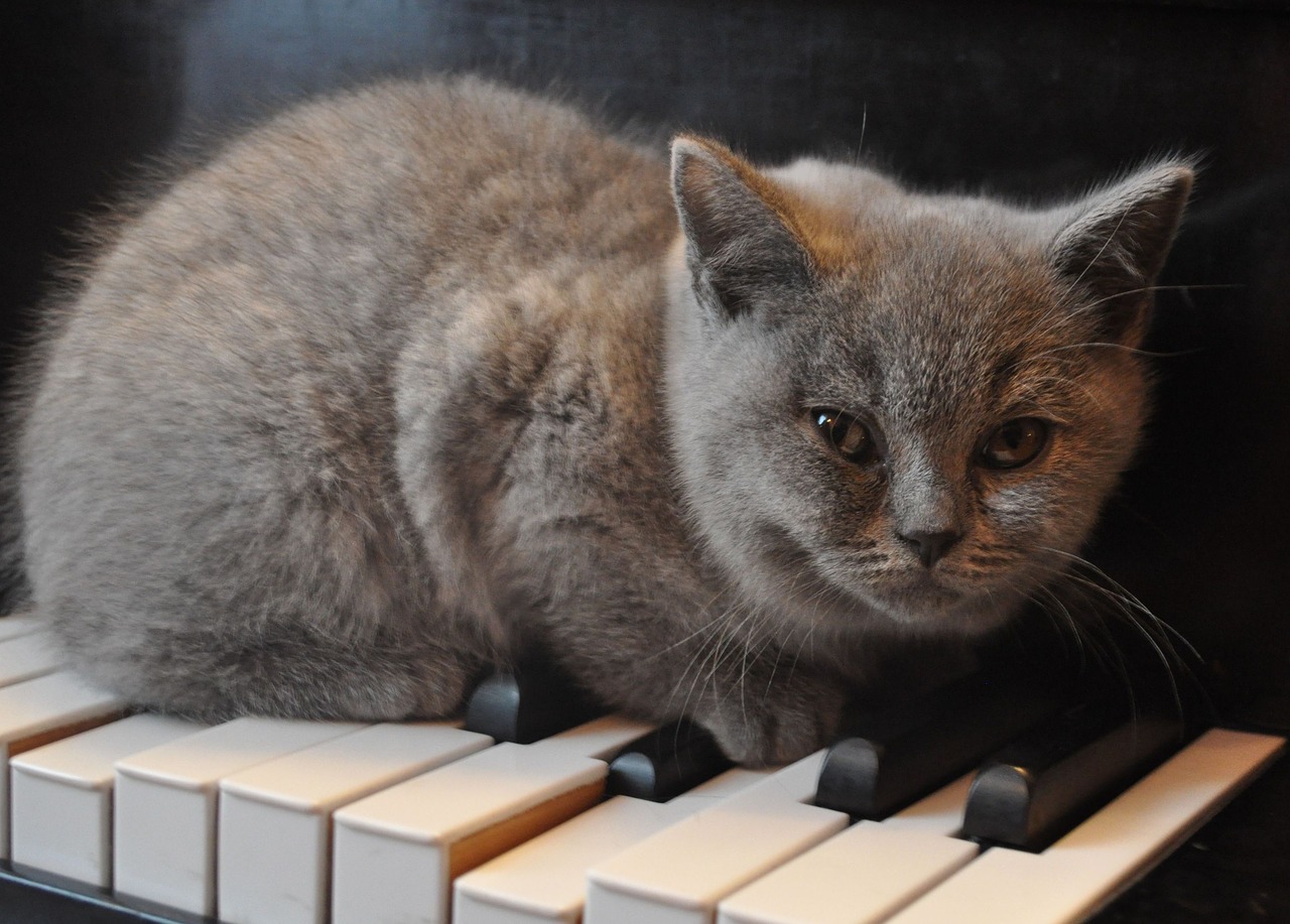 cat piano kitten free photo