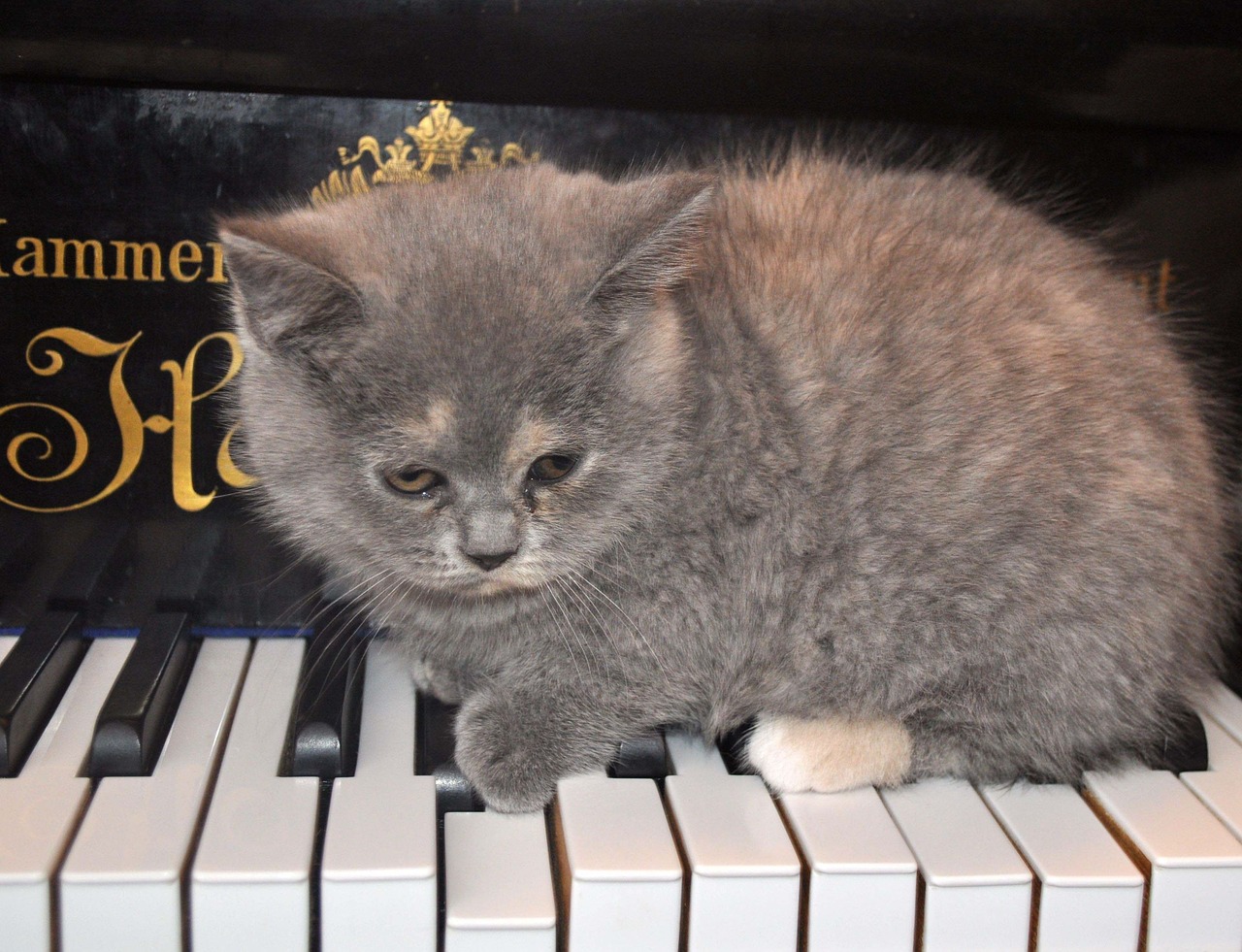 cat piano kitten free photo