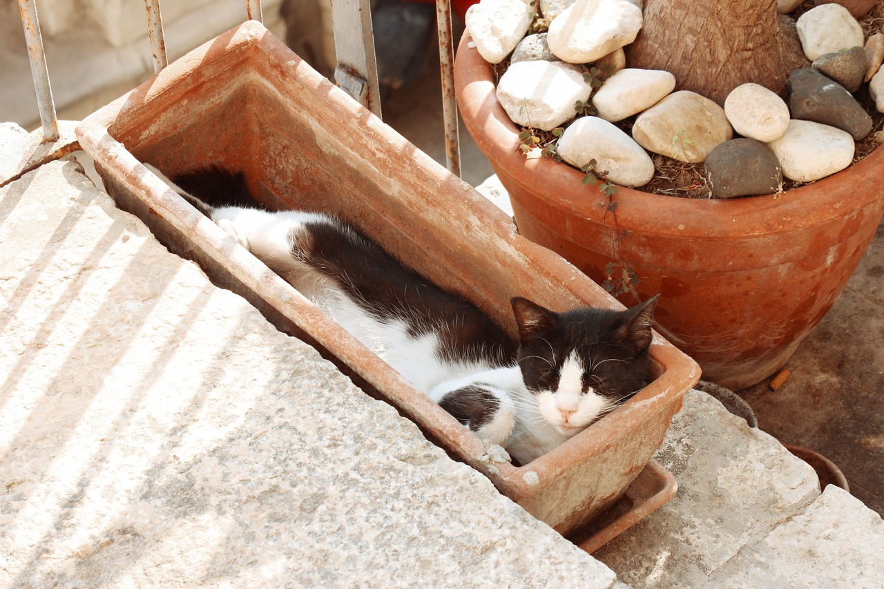 cat sleep vase free photo