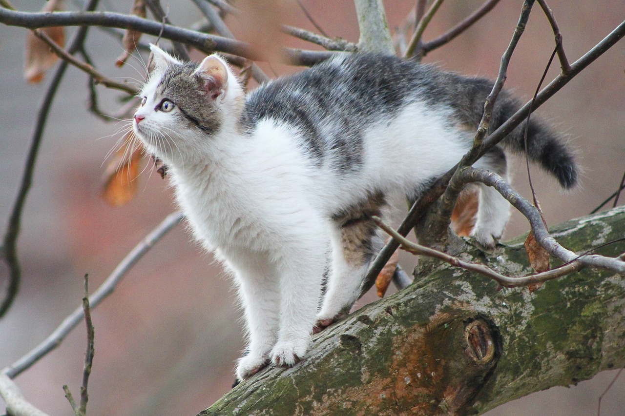 cat tree cat in a tree free photo