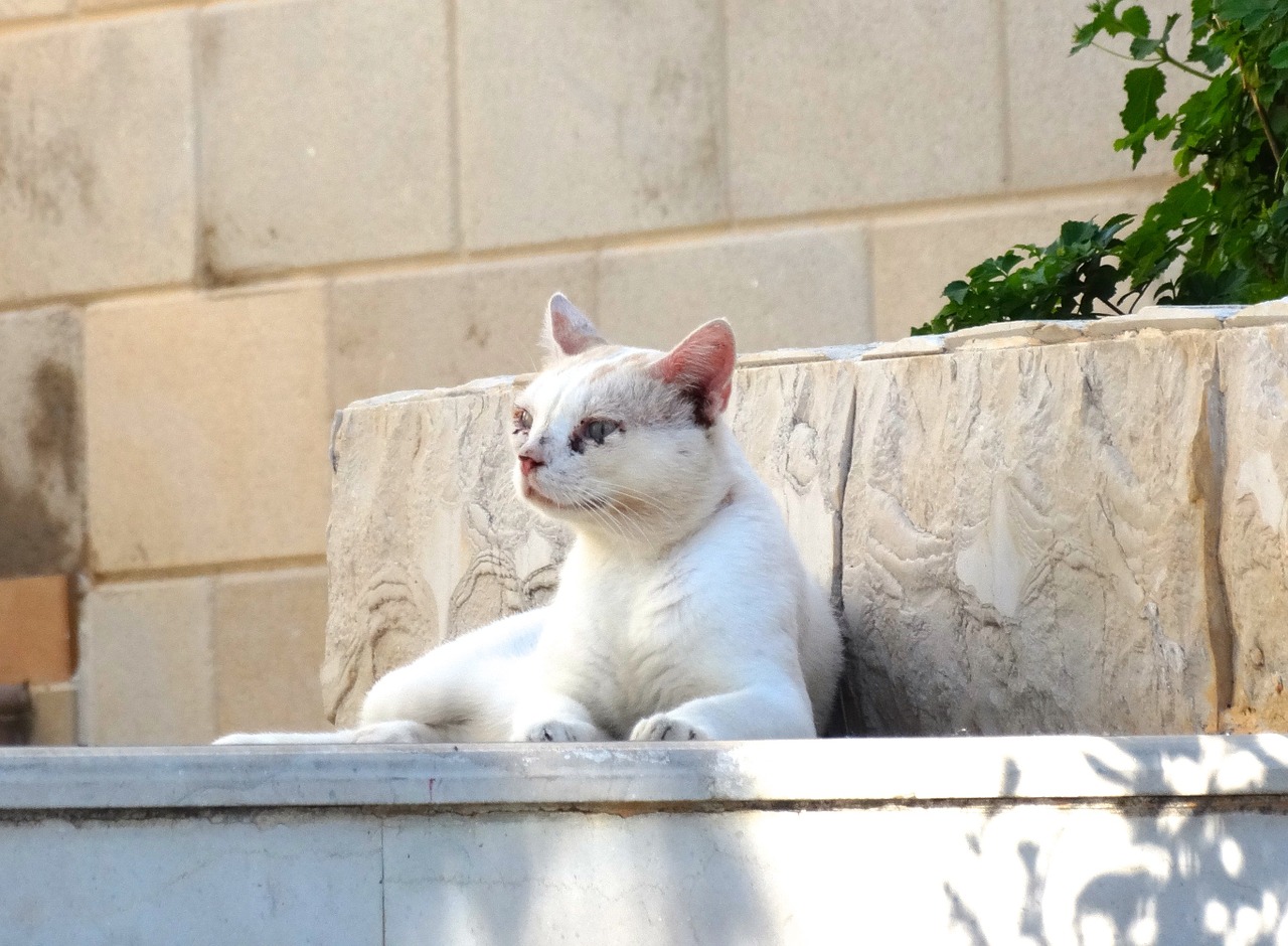 cat stone granite free photo