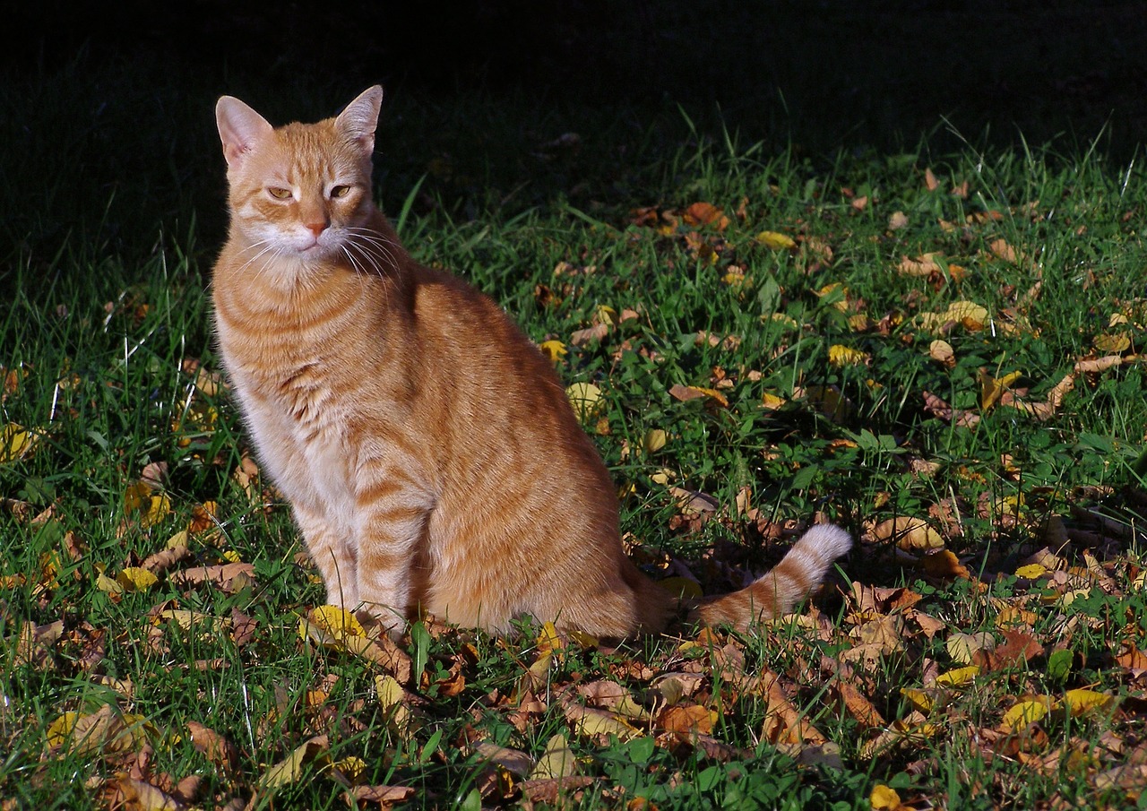 cat pet on the grass free photo