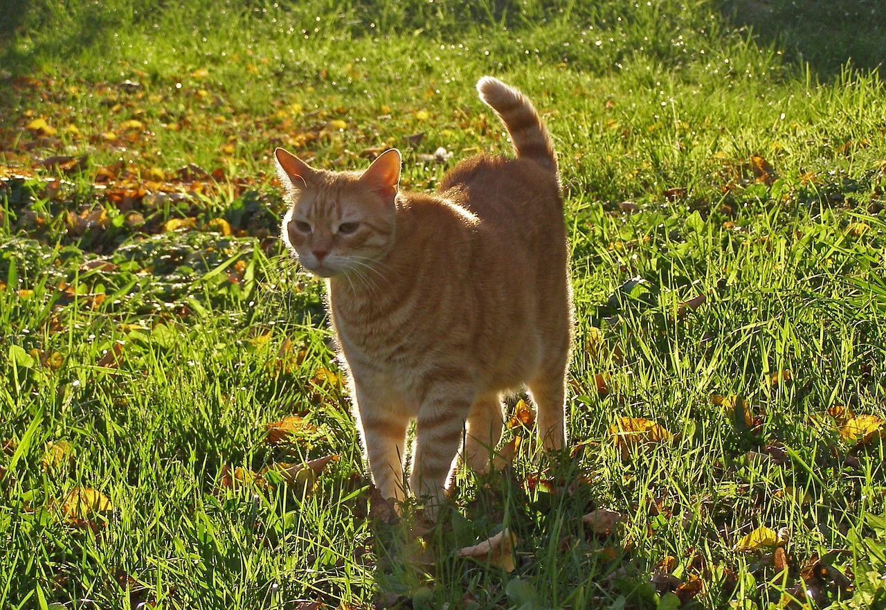 cat pet on the grass free photo