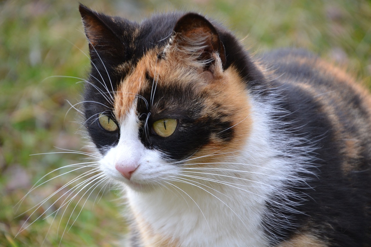 cat three colors lucky cat free photo