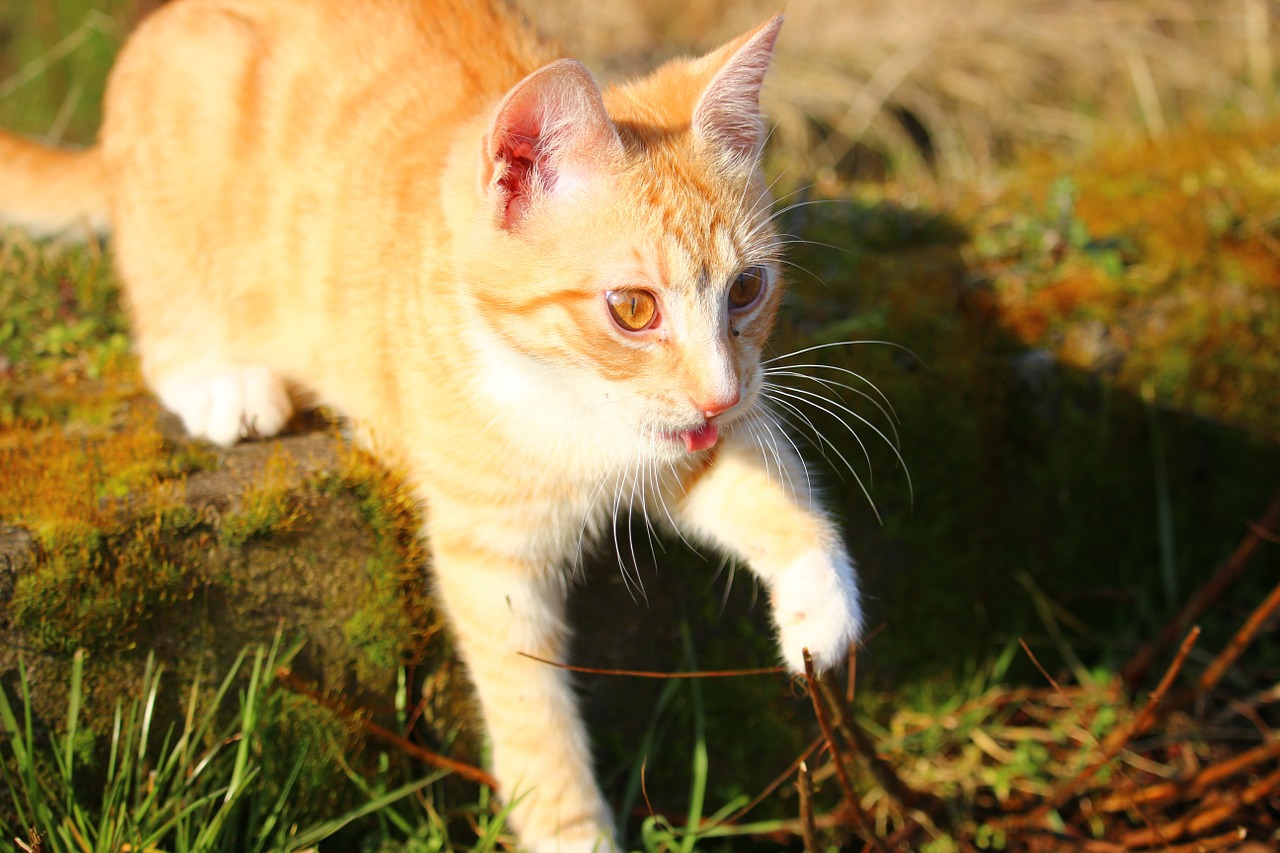 cat kitten red mackerel tabby free photo