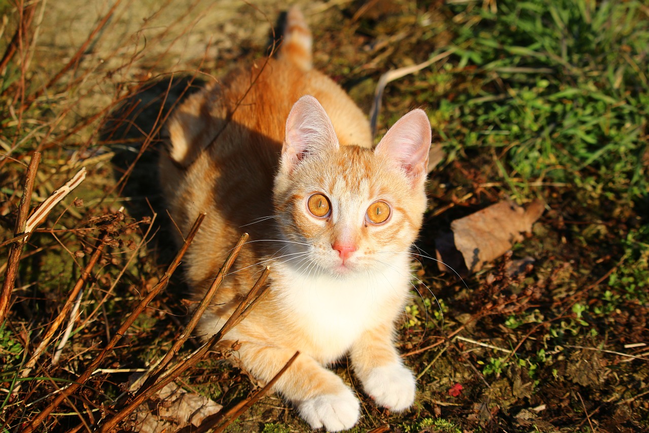 cat kitten red mackerel tabby free photo