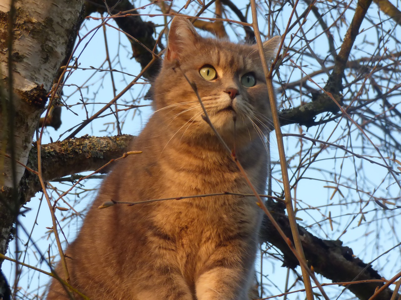 cat grey grey cat free photo