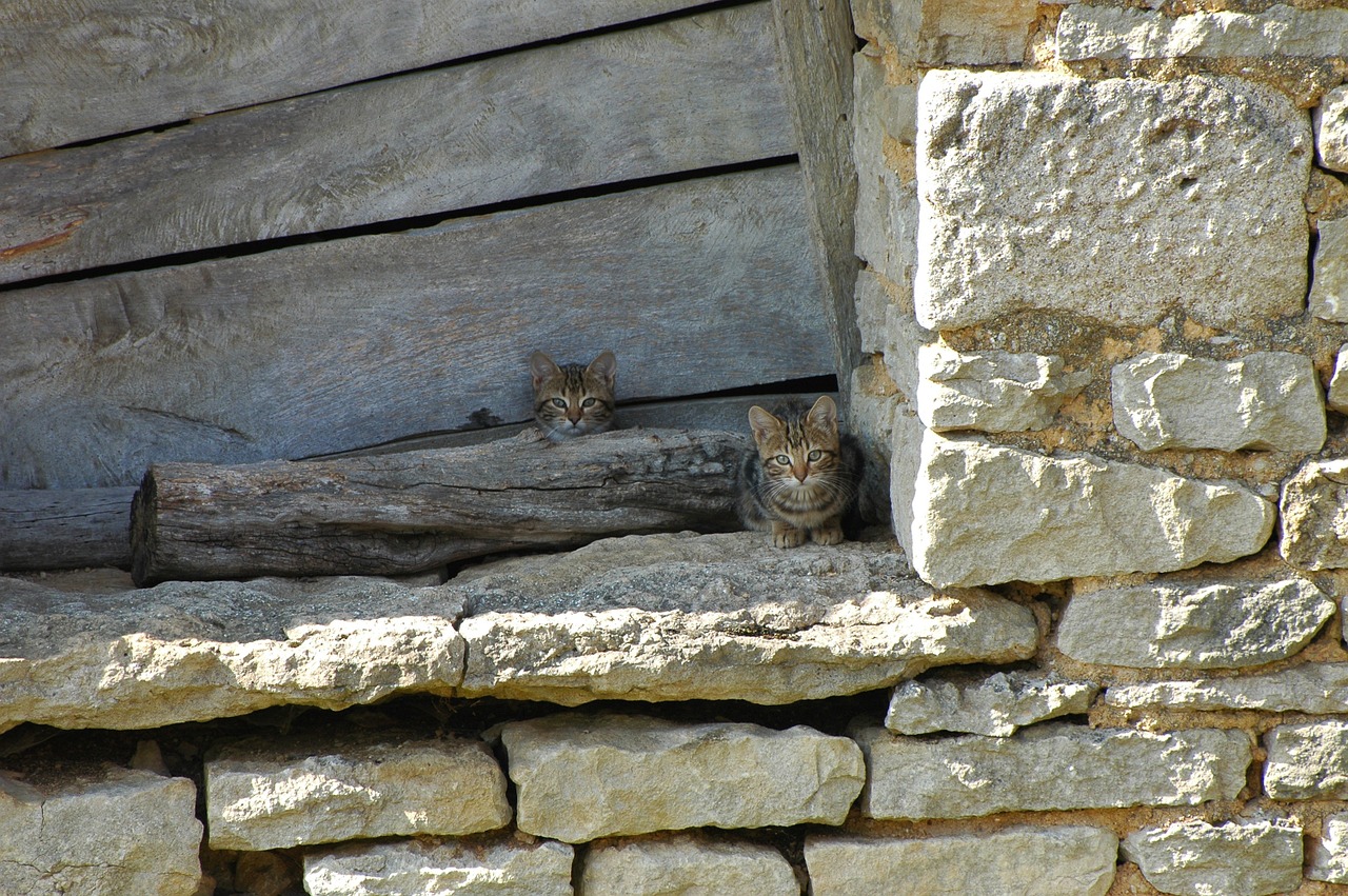 cat farm burgundy free photo