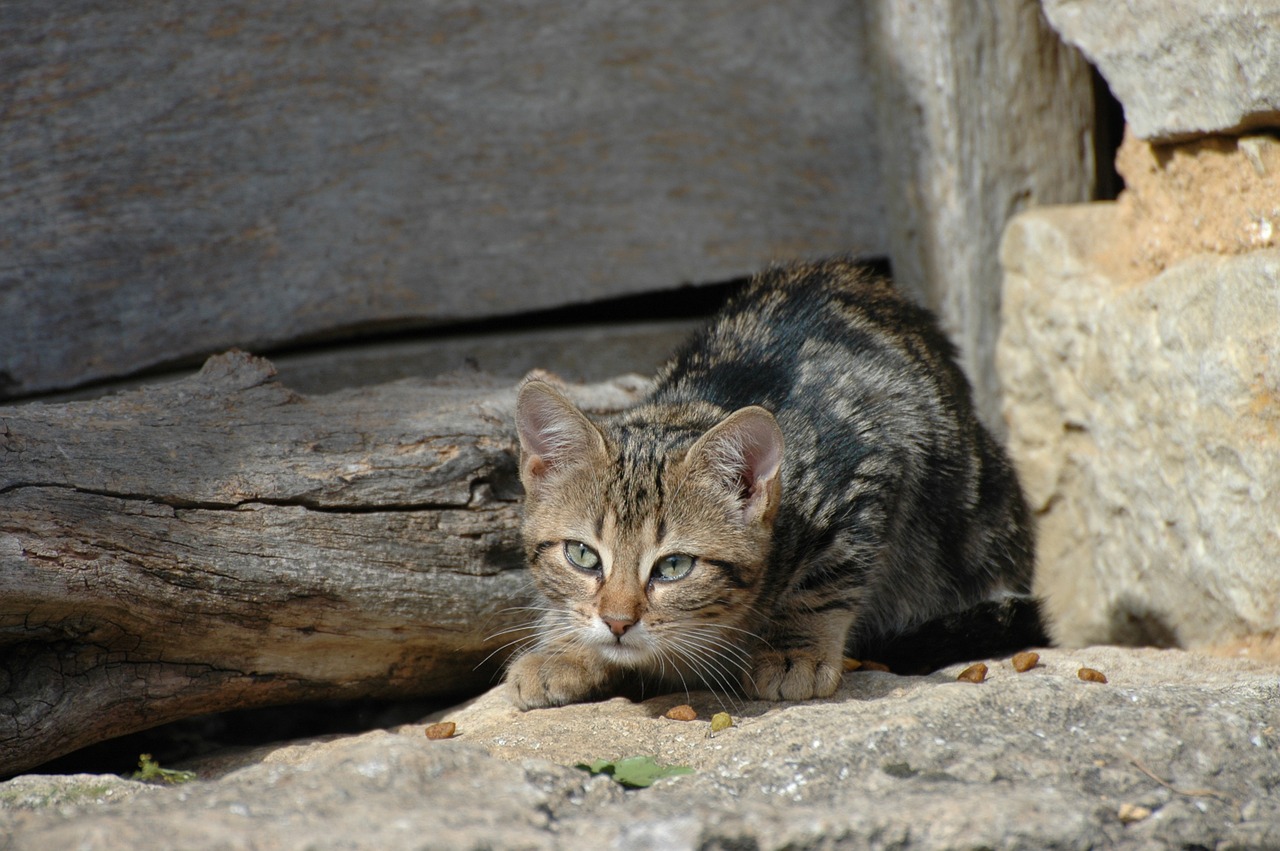 cat farm burgundy free photo