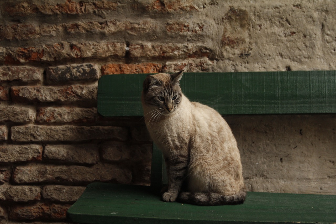 cat animal bench free photo