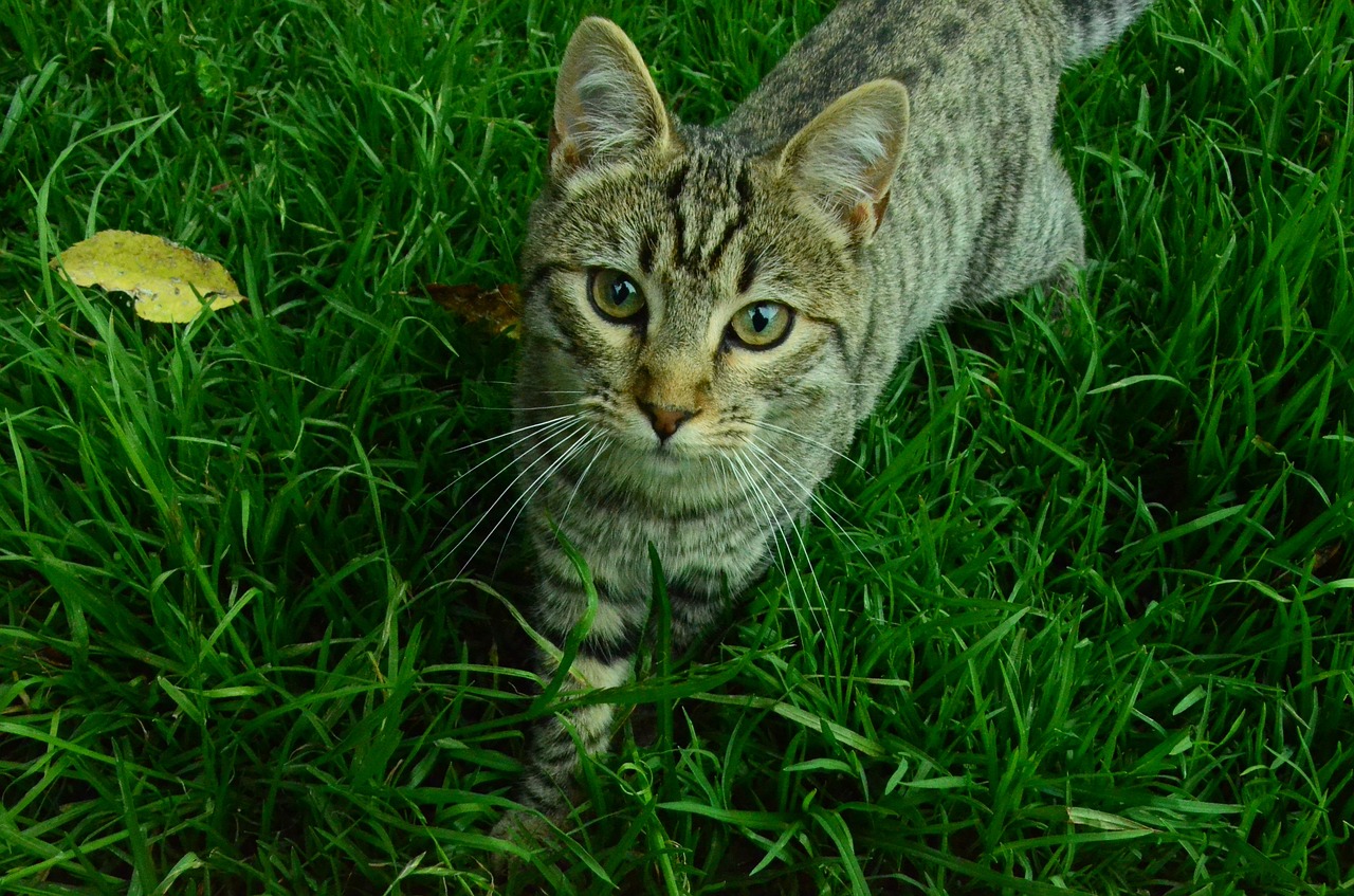 cat nature feline free photo