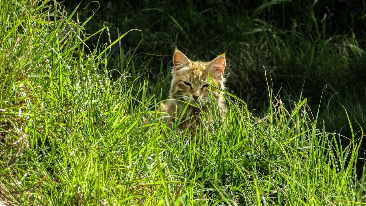 cat stray indolence free photo