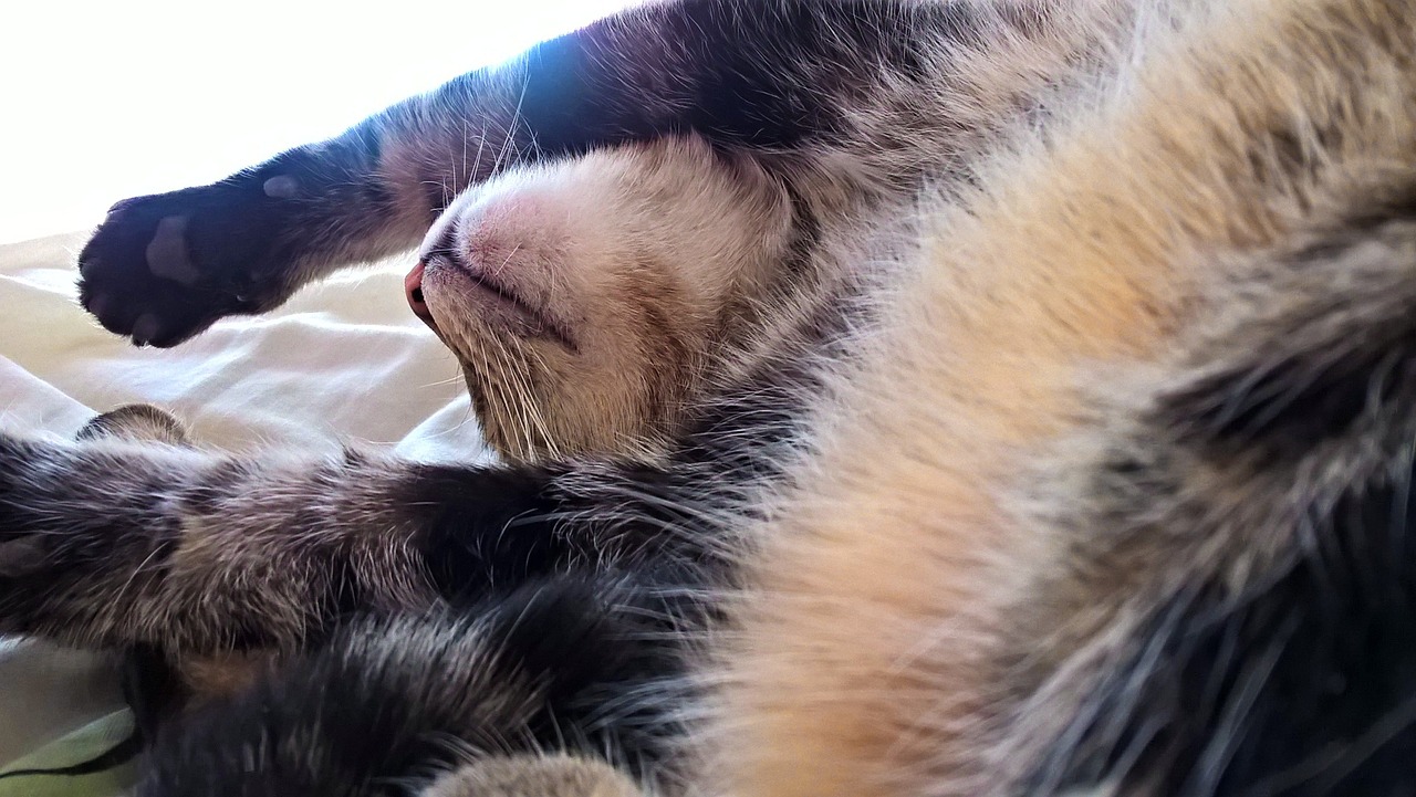 cat paws snuggle free photo