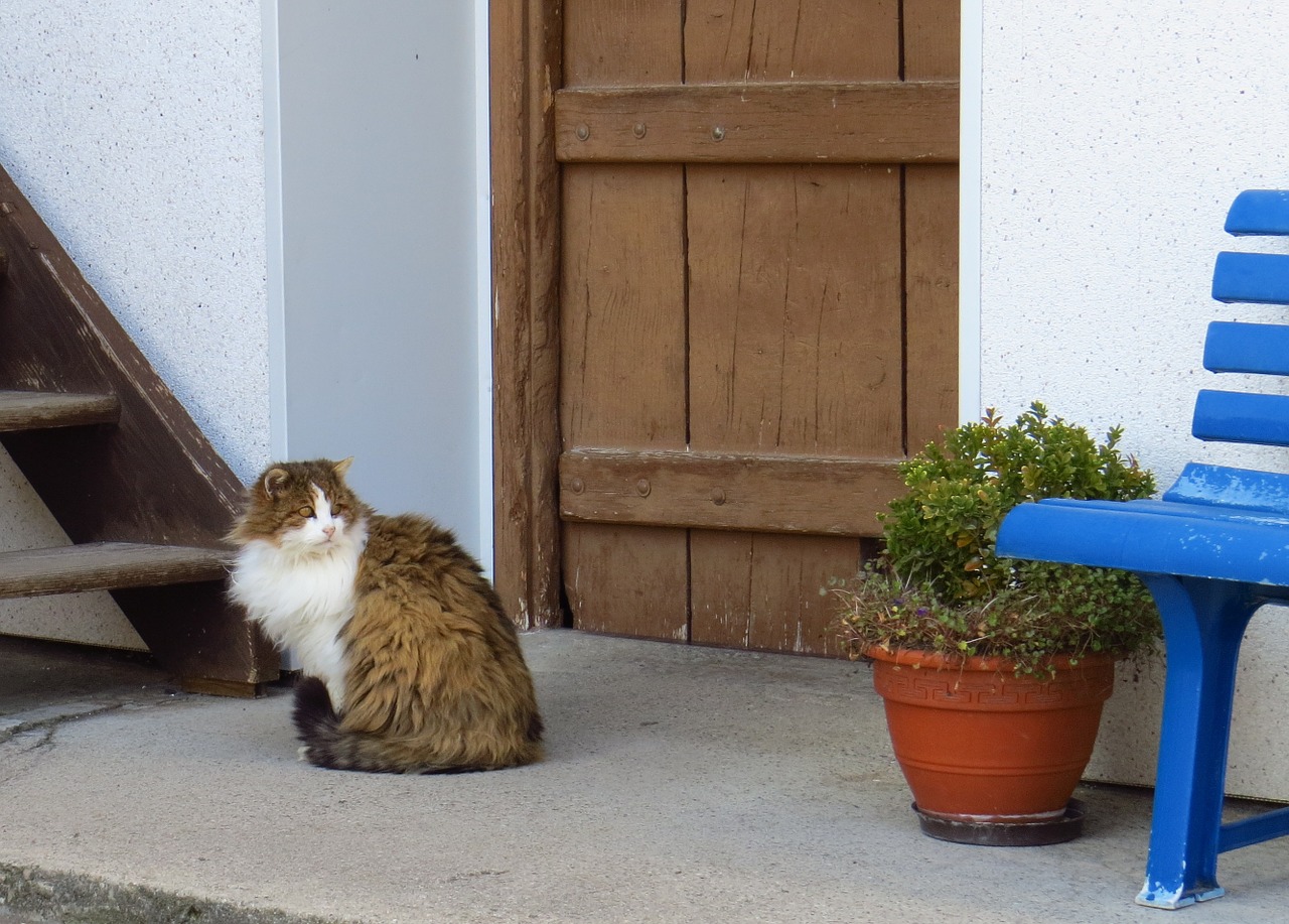 cat pets homeless free photo