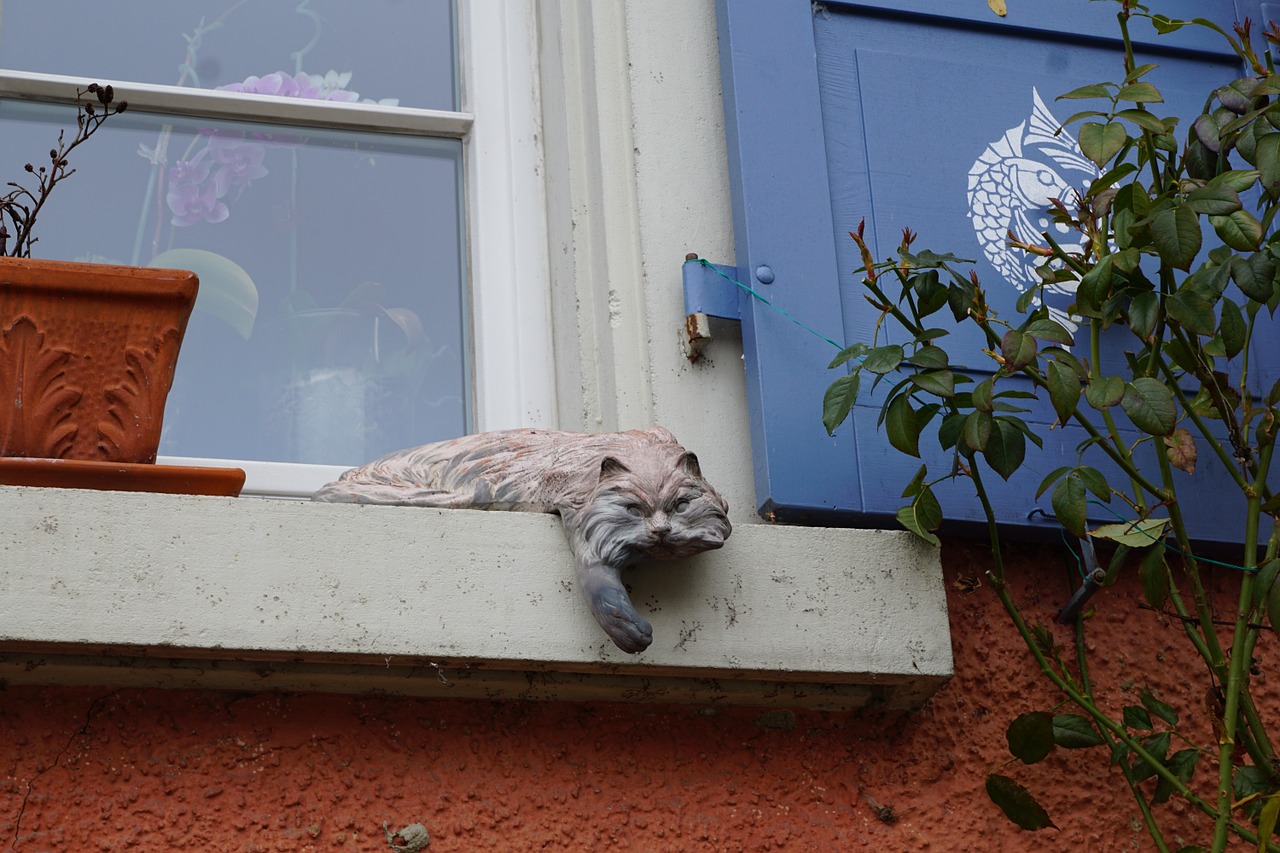 cat window figure free photo