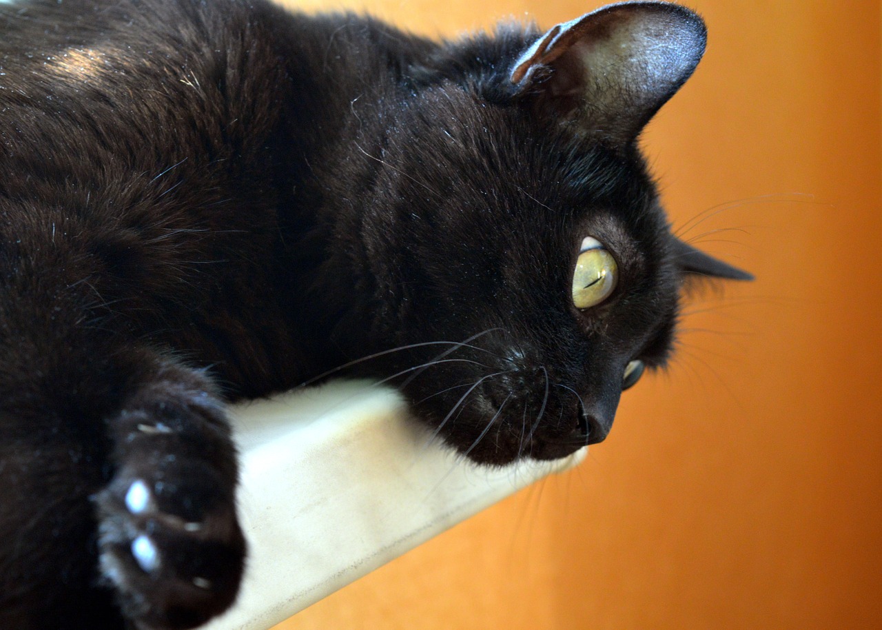 cat black cat pets free photo