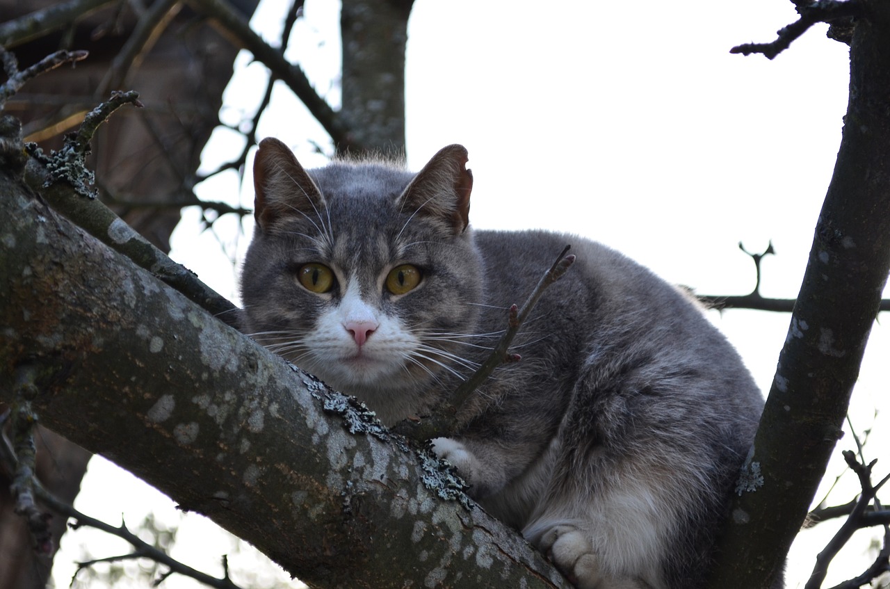 cat cat on a tree branch free photo