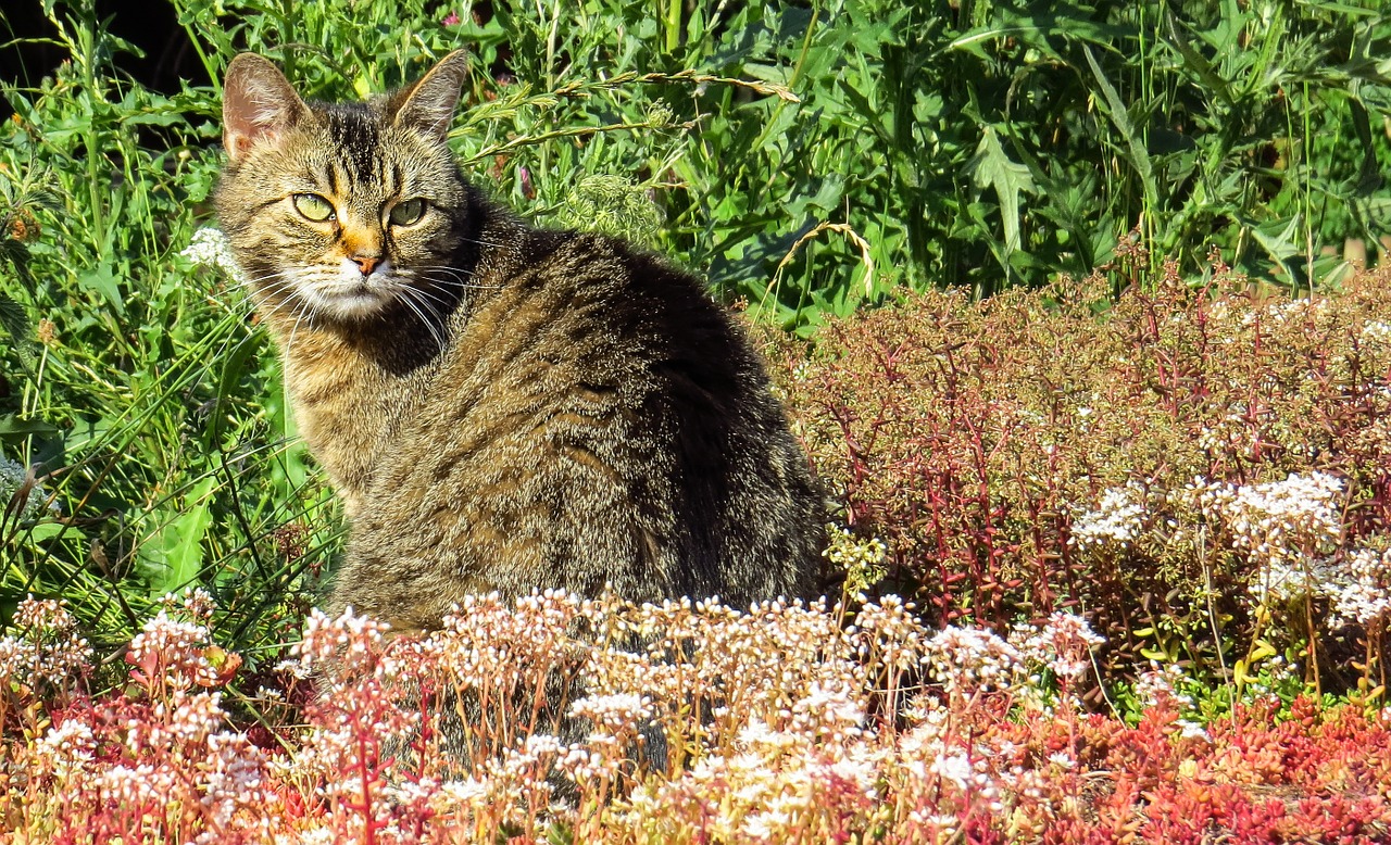 cat nature garden free photo