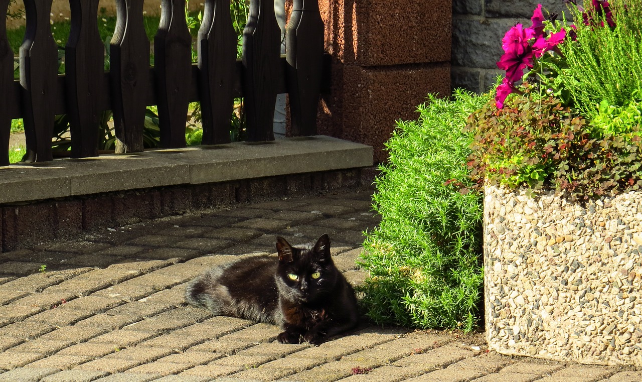 cat nature garden free photo