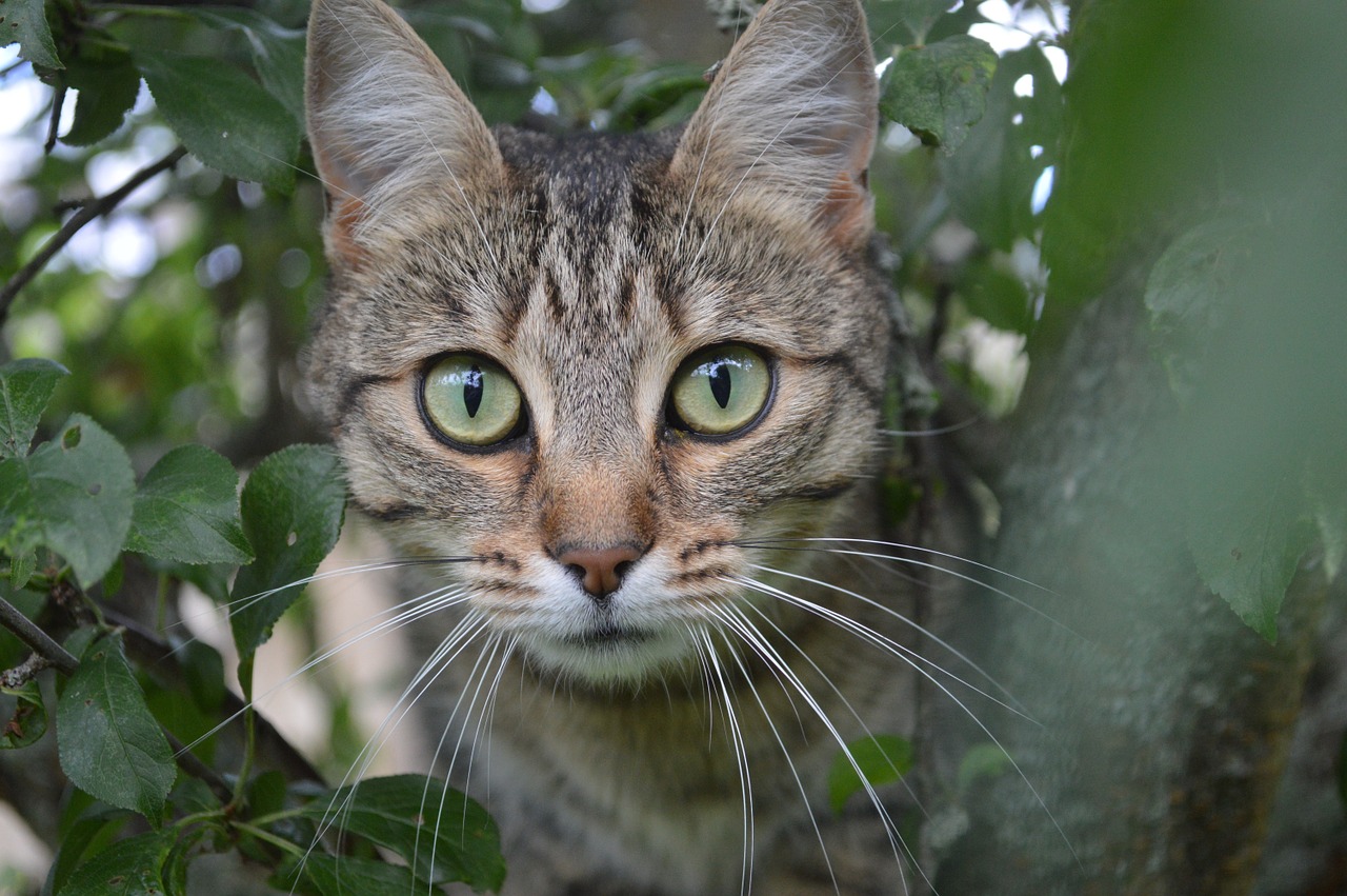 cat animal tree free photo