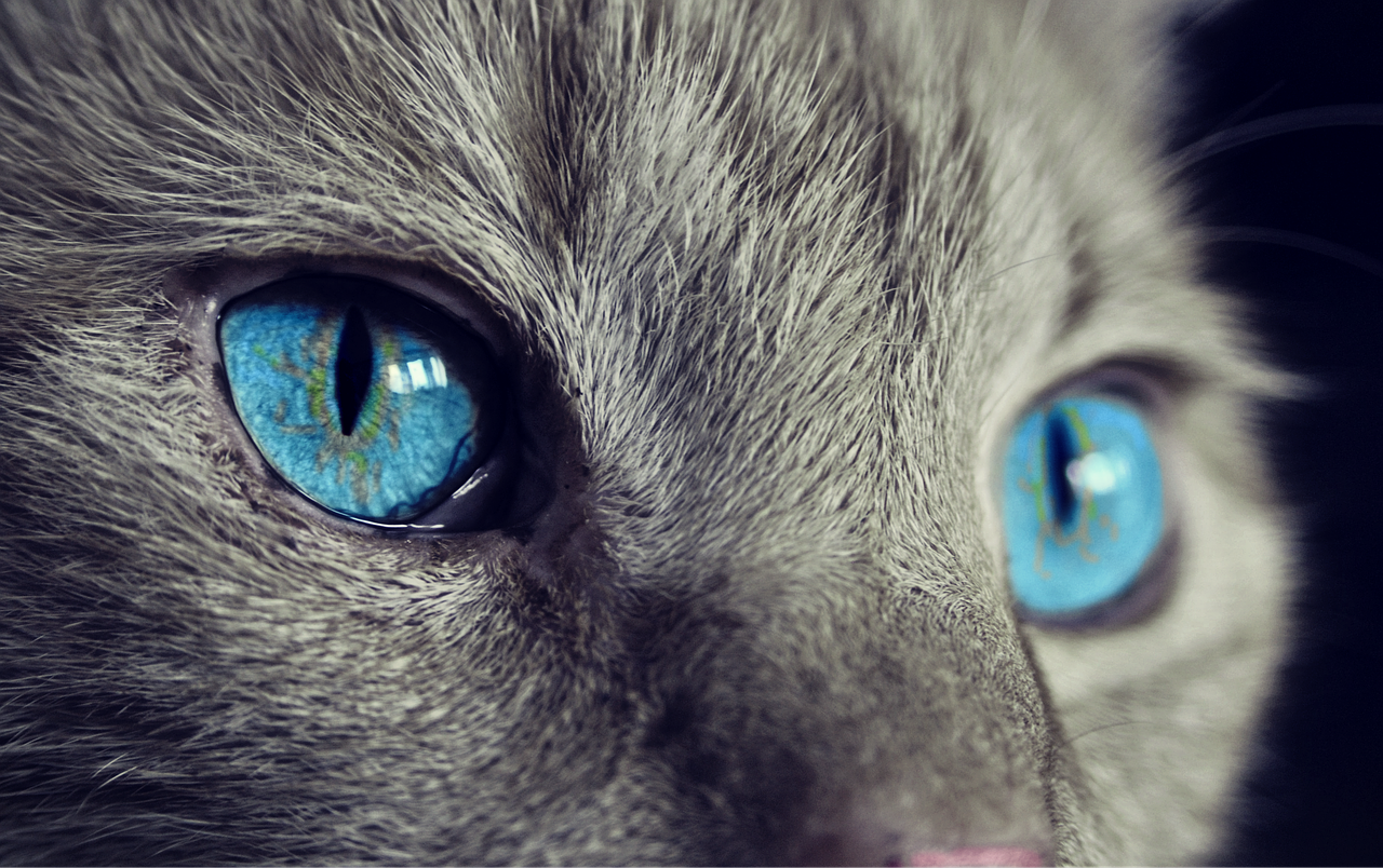 cat animal cat's eyes free photo