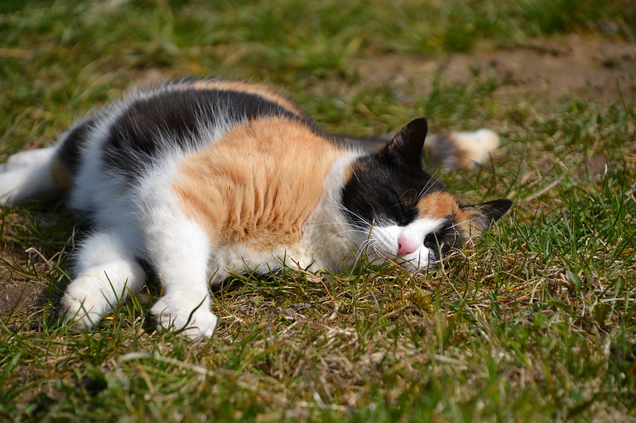 cat three colors lucky cat free photo