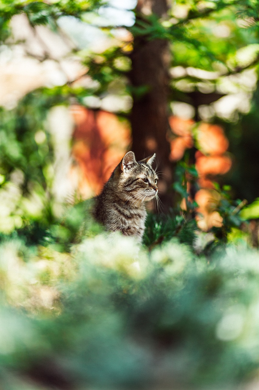 cat blurry background animal free photo