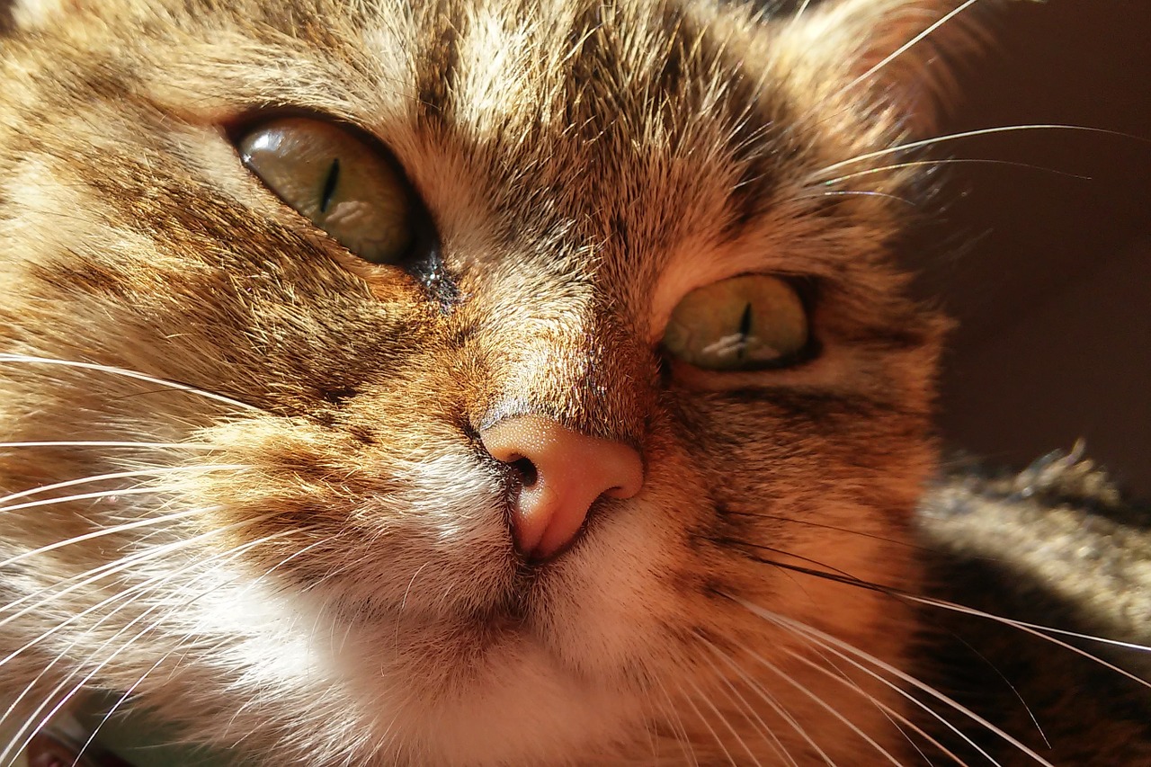 cat thoughtful cat reflection free photo