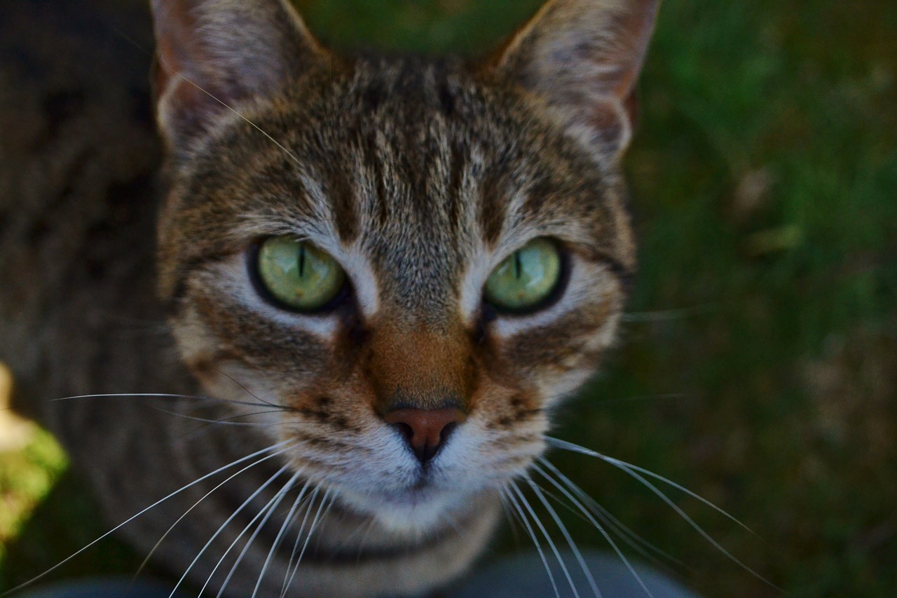 cat green cute free photo