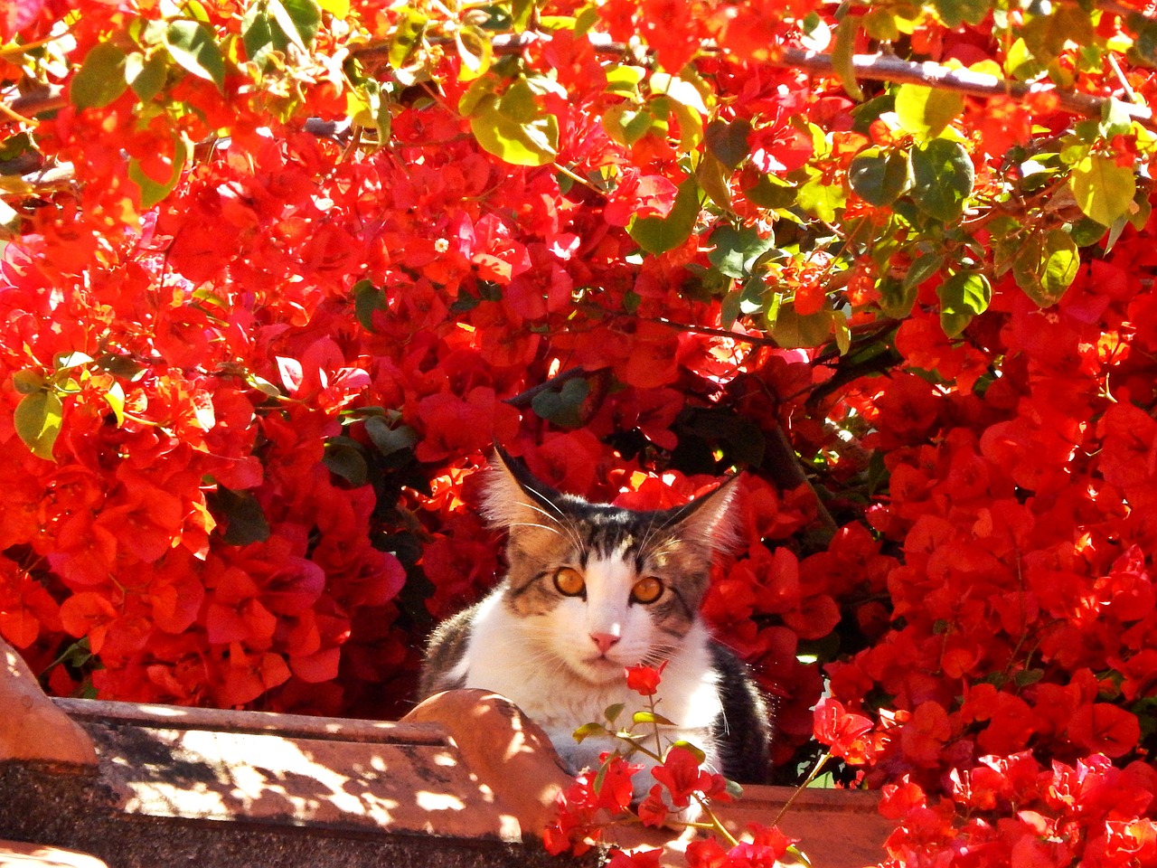 cat feline flowers free photo
