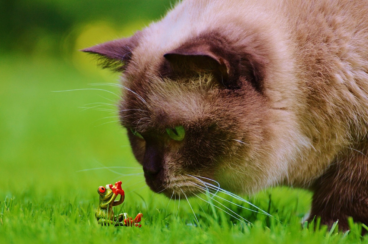 cat lurking frog free photo