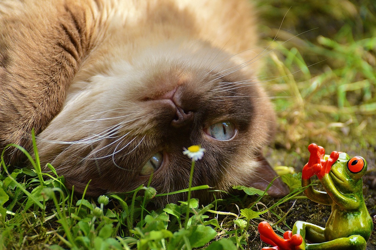 cat lurking frog free photo