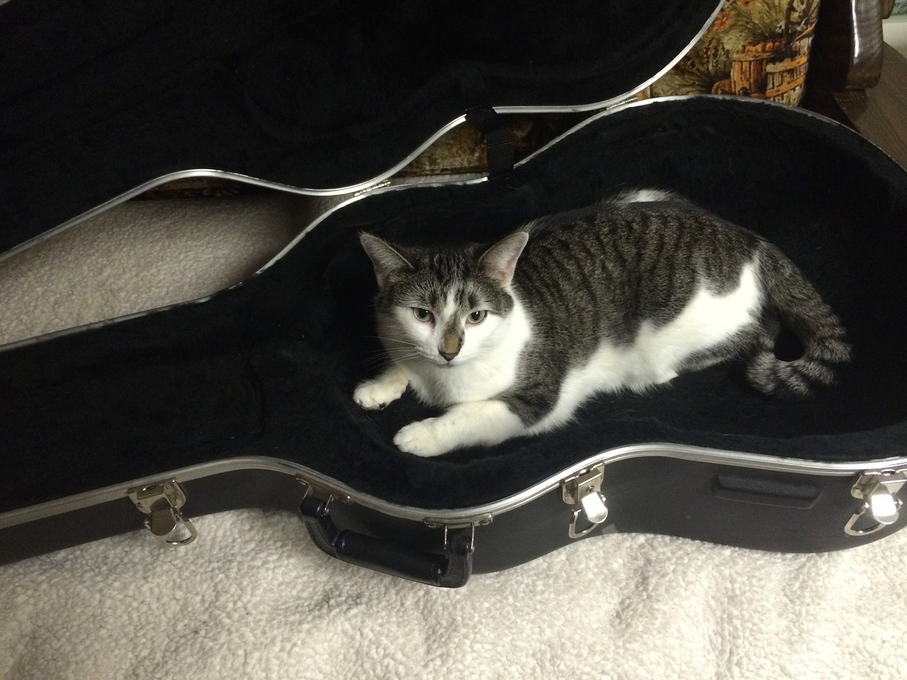 cat guitar case animal free photo