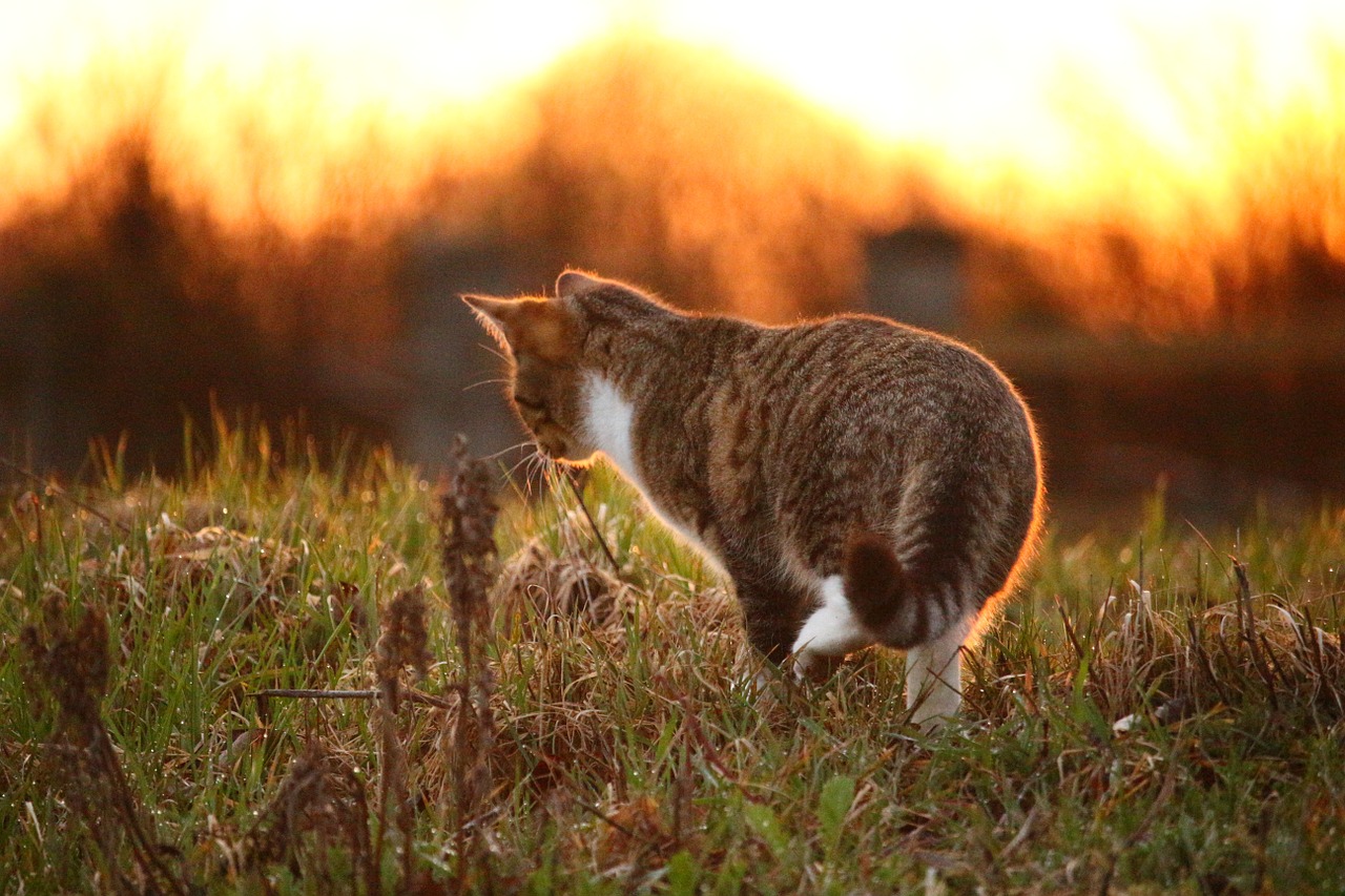 cat kitten mieze free photo