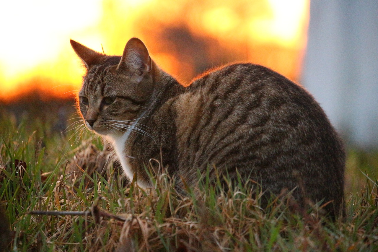 cat kitten mieze free photo