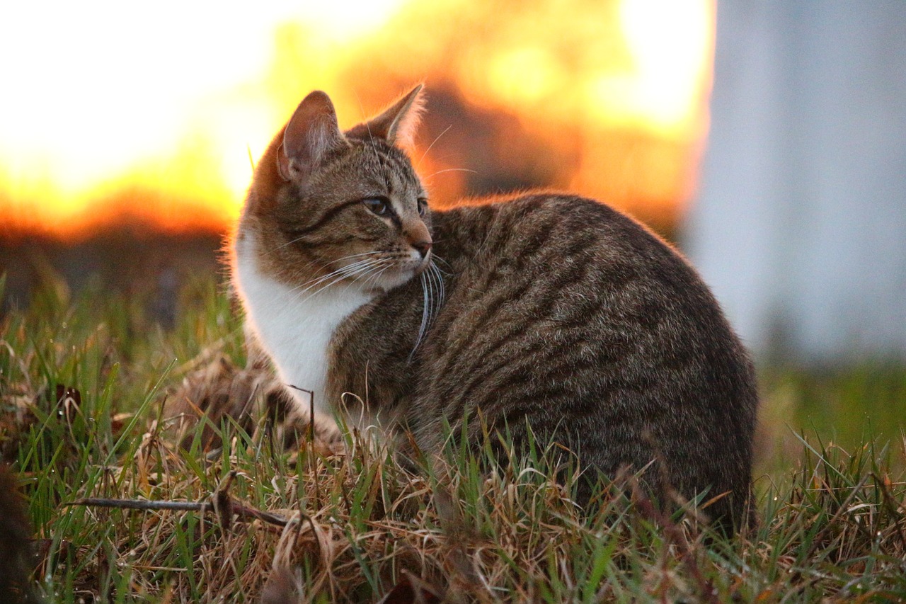 cat kitten mieze free photo