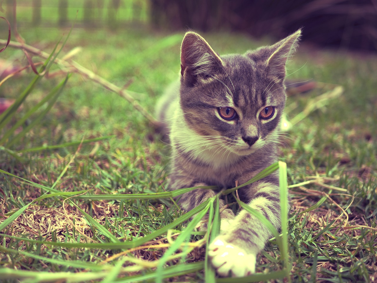 cat kitten vintage free photo