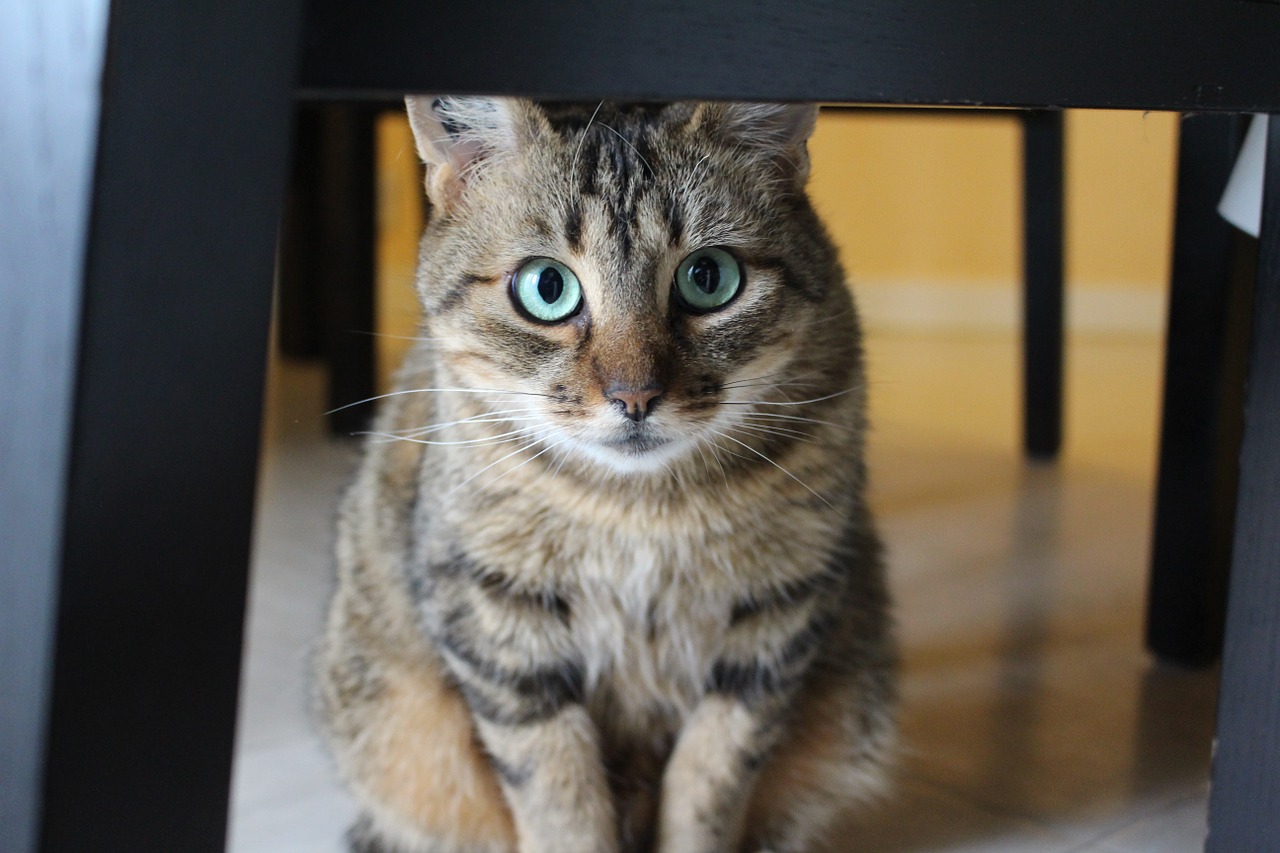 cat tabby cat green cat eyes free photo